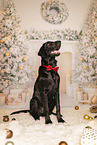 Flat Coated Retriever