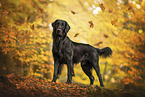 Flat Coated Retriever