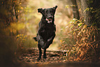 Flat Coated Retriever