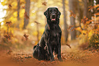 Flat Coated Retriever