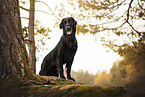 Flat Coated Retriever