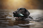 Flat Coated Retriever