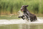 Flat Coated Retriever