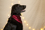 Flat Coated Retriever in christmas decoration