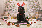 Flat Coated Retriever