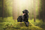 Flat Coated Retriever