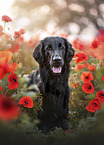 Flat Coated Retriever