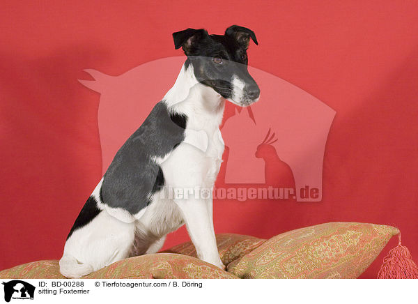 sitting Foxterrier / BD-00288