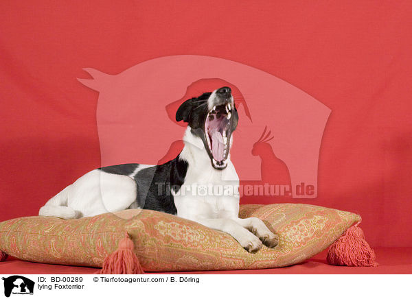 liegender Foxterrier / lying Foxterrier / BD-00289