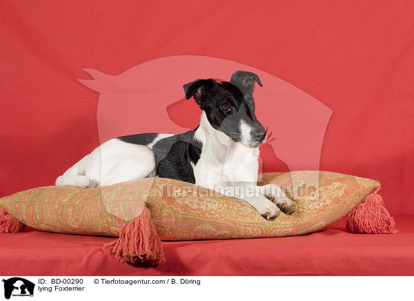 liegender Foxterrier / lying Foxterrier / BD-00290
