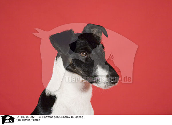 Foxterrier Portrait / Fox Terrier Portrait / BD-00292
