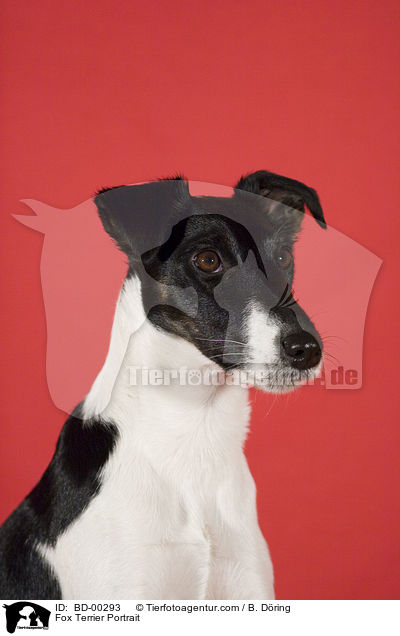 Fox Terrier Portrait / BD-00293