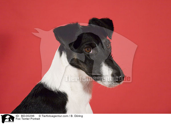 Fox Terrier Portrait / BD-00296