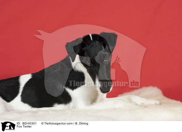 Fox Terrier / BD-00301