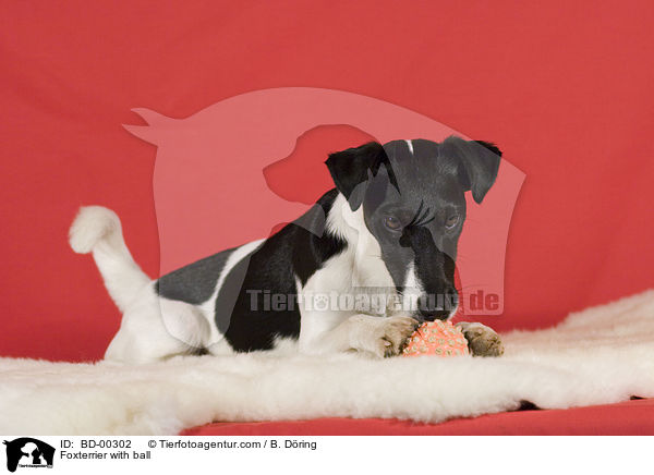 Foxterrier mit Ball / Foxterrier with ball / BD-00302