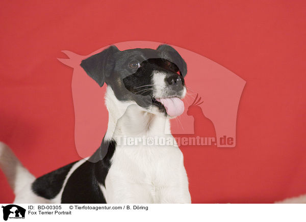 Fox Terrier Portrait / BD-00305