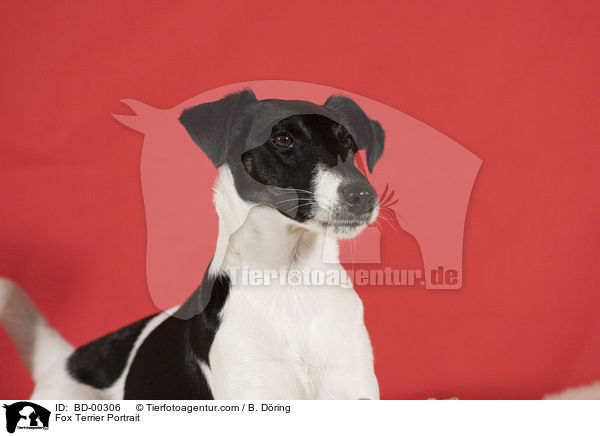 Fox Terrier Portrait / BD-00306