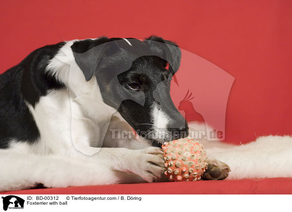 Foxterrier mit Ball / Foxterrier with ball / BD-00312