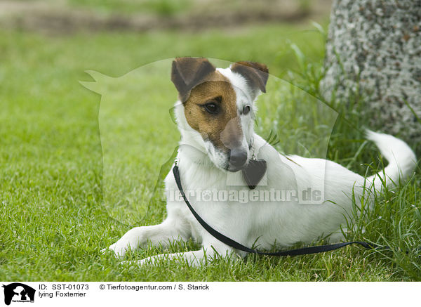 Foxterrier liegt angeleint im Gras / lying Foxterrier / SST-01073