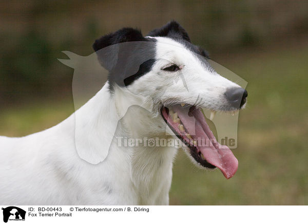 Foxterrier Portrait / Fox Terrier Portrait / BD-00443