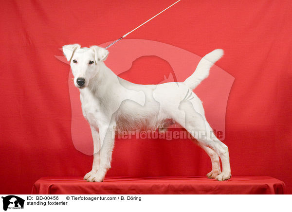 stehender Foxterrier / standing foxterrier / BD-00456