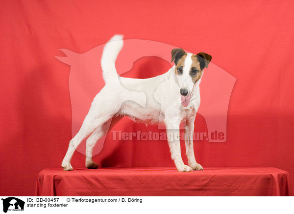 stehender Foxterrier / standing foxterrier / BD-00457