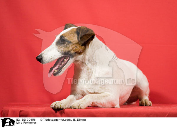 Foxterrier liegt im Studio / lying Foxterrier / BD-00458