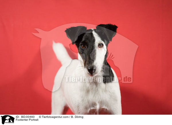 Foxterrier Portrait / Foxterrier Portrait / BD-00460