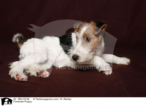 Foxterrier Welpe / Foxterrier Puppy / RR-10748