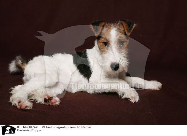 Foxterrier Welpe / Foxterrier Puppy / RR-10749