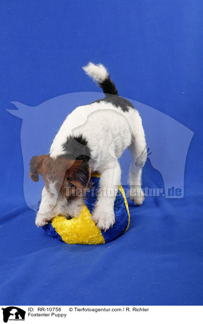 Foxterrier Welpe / Foxterrier Puppy / RR-10756