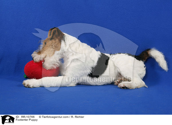Foxterrier Welpe / Foxterrier Puppy / RR-10766