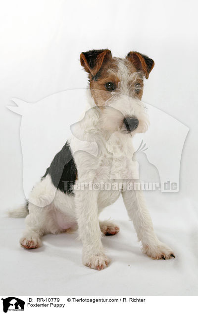 Foxterrier Welpe / Foxterrier Puppy / RR-10779