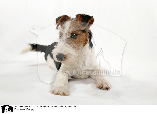 Foxterrier Welpe / Foxterrier Puppy / RR-10781