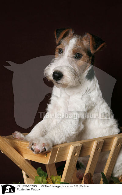 Foxterrier Welpe / Foxterrier Puppy / RR-10793