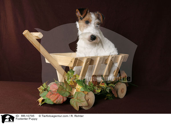 Foxterrier Welpe / Foxterrier Puppy / RR-10795