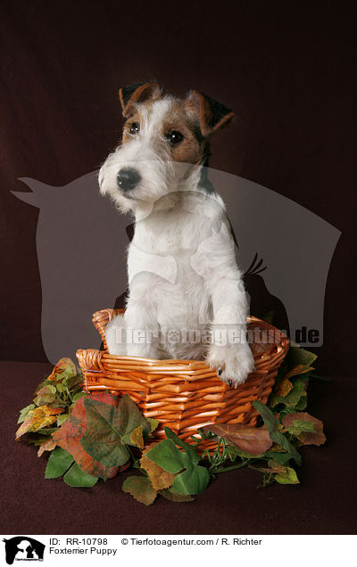 Foxterrier Welpe / Foxterrier Puppy / RR-10798
