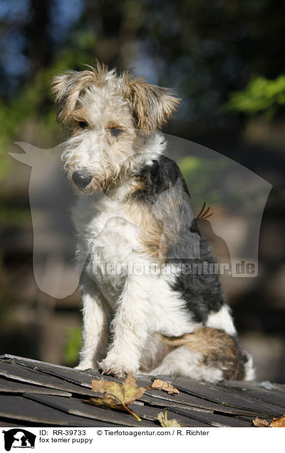 Foxterrier Welpe / fox terrier puppy / RR-39733