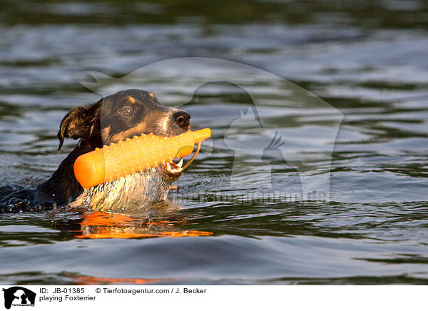 playing Foxterrier / JB-01385