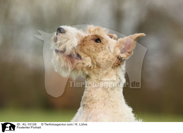 Foxterrier Portrait / KL-10126