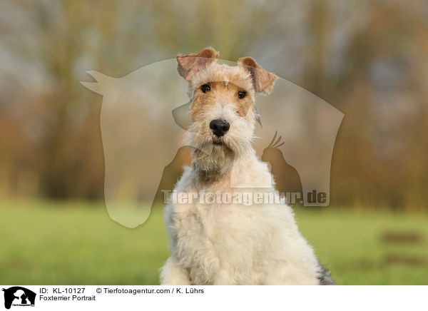 Foxterrier Portrait / Foxterrier Portrait / KL-10127