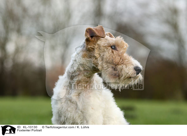 Foxterrier Portrait / Foxterrier Portrait / KL-10130