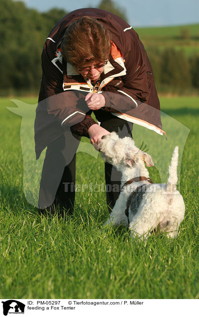 Foxterrier wird gefttert / feeding a Fox Terrier / PM-05297