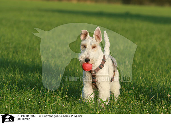 Fox Terrier / PM-05305