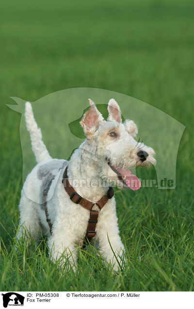 Foxterrier / Fox Terrier / PM-05308