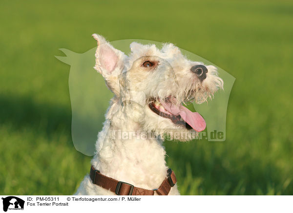Foxterrier Portrait / Fox Terrier Portrait / PM-05311