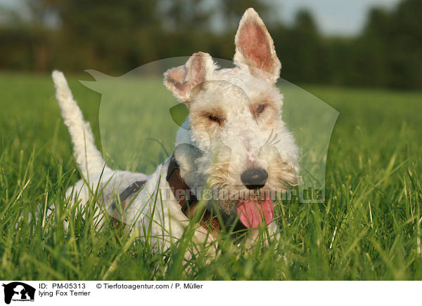liegender Foxterrier / lying Fox Terrier / PM-05313