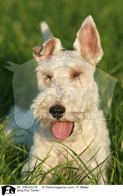 liegender Foxterrier / lying Fox Terrier / PM-05316