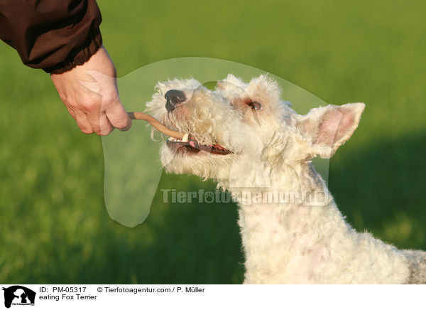 fressender Foxterrier / eating Fox Terrier / PM-05317