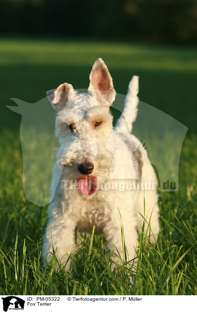 Foxterrier / Fox Terrier / PM-05322